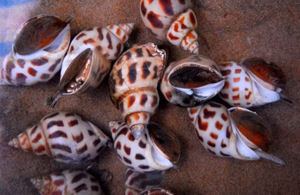 Tỷ phú nuôi ốc hương trên Đảo Ngọc ảnh 2