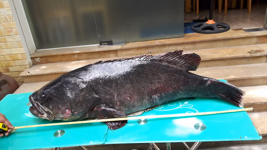  Con cá nặng tới 72kg, dài 1,35m và được vận chuyển ra Hà Nội bằng đường hàng không. 