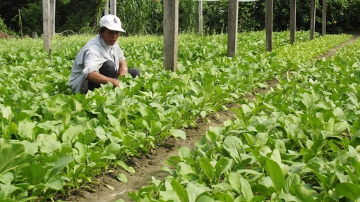 Hỗ trợ Hòa Bình giống cây trồng