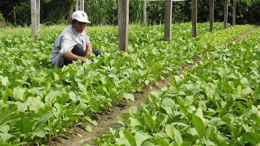 Hỗ trợ Hòa Bình giống cây trồng