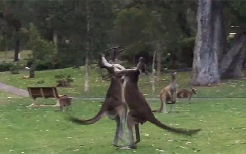 Kangaroo đấm nhau như võ sĩ