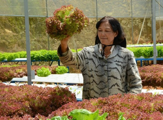 Vườn rau thủy canh bạc tỷ ở Đà Lạt