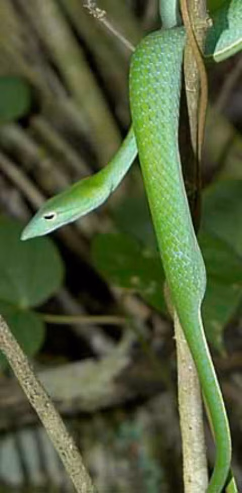 Cận cảnh rắn hổ cò