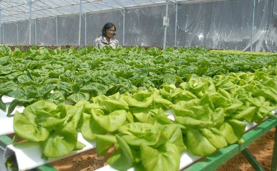Hiện gia đình bà Cúc đang trồng 18 giống rau xà lách cách loại theo phương thức thủy canh, mật độ trồng là 25.000 cây/1.000m2.