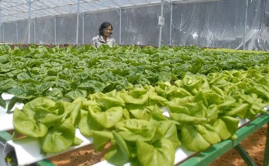 Hiện gia đình bà Cúc đang trồng 18 giống rau xà lách cách loại theo phương thức thủy canh, mật độ trồng là 25.000 cây/1.000m2.