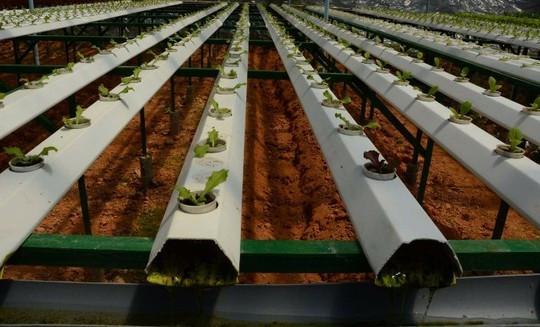 Vườn rau thủy canh bạc tỷ ở Đà Lạt.