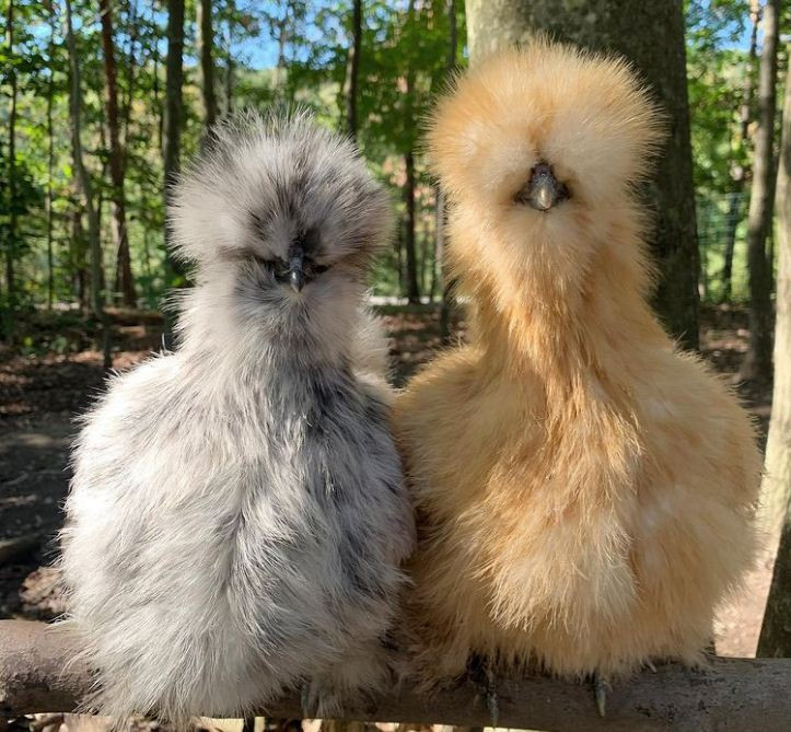 Tin tôi đi, đây thực sự là những chú gà!