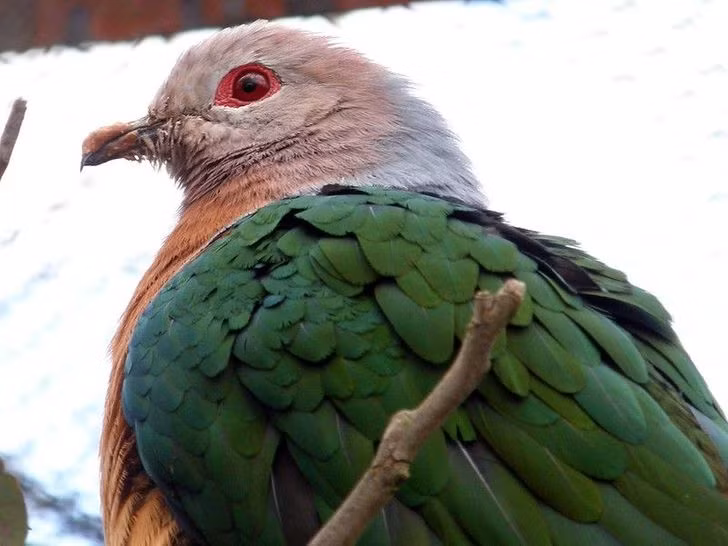 Chim bồ câu hoàng gia. Loài chim này sống chủ yếu ở New Guinea và ăn trái cây.