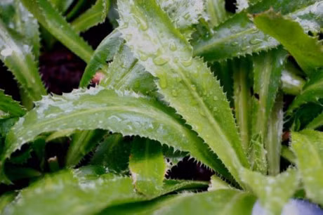 Bi benh nay chi can dung rau mui tau la khoi - Anh 2