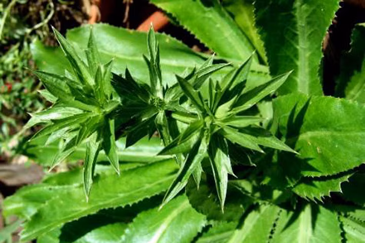 Bị bệnh này chỉ cần dùng rau mùi tàu là khỏi