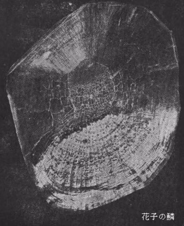 Một trong những chiếc vảy của Hanako.