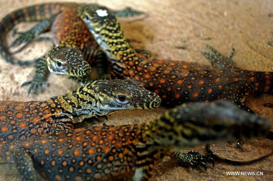 Indonesia sẽ xây dựng công viên cho những chú rồng Komodo