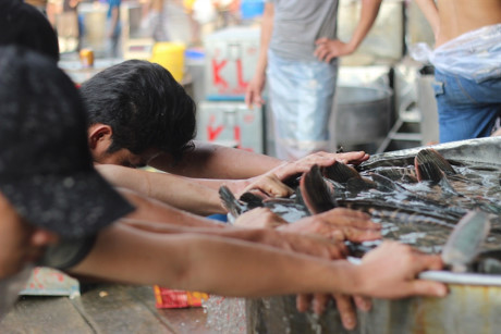 Hàng trăm tấn cá lóc ồ ạt về chợ đầu mối lớn nhất nước ngày cúng Thần Tài - Ảnh 5 Hang tram tan ca loc o at ve cho dau moi lon nhat nuoc ngay cung Than Tai - Anh 5