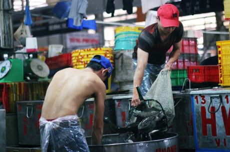 Hàng trăm tấn cá lóc ồ ạt về chợ đầu mối lớn nhất nước ngày cúng Thần Tài - Ảnh 3 Hang tram tan ca loc o at ve cho dau moi lon nhat nuoc ngay cung Than Tai - Anh 3