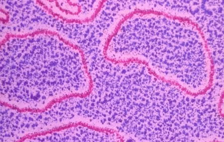 Loại ADN được tên lửa mang thử nghiệm lên vũ trụ là ADN plasmid, chứa đựng các gen dành cho sự phát huỳnh quang và khả năng kháng kháng sinh. Ảnh: Corbis