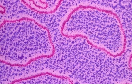 Loại ADN được tên lửa mang thử nghiệm lên vũ trụ là ADN plasmid, chứa đựng các gen dành cho sự phát huỳnh quang và khả năng kháng kháng sinh. Ảnh: Corbis