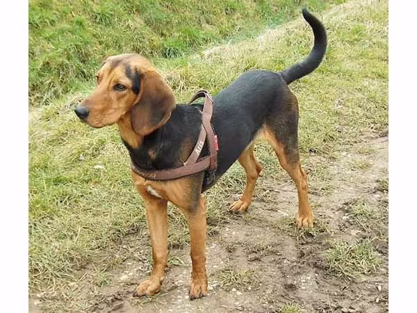 Chó săn Hellen là giống chó Hy Lạp.