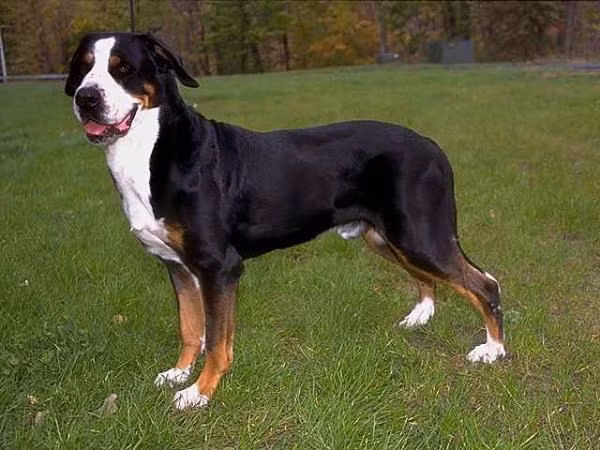 Giống chó Swiss Mountain đến từ những vùng xa xôi của đất nước Thụy Sĩ.