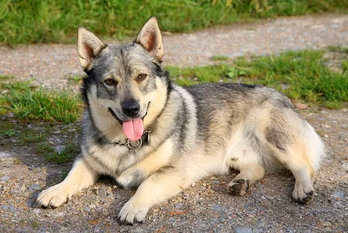Giống chó Vallhund Thụy Điển rất mạnh mẽ, có sức chịu đựng cao.