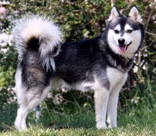 Chó Klee Kai có xuất sứ từ vùng Alaska lạnh giá.