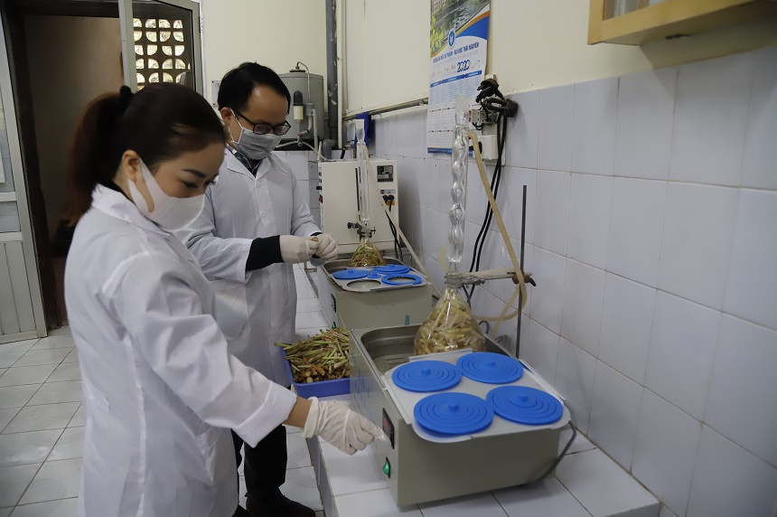 Nguyên liệu từ củ sả, gừng và bưởi được chiết xuất trực tiếp