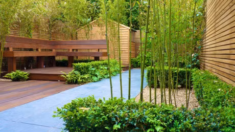 10 loai cay giup san vuon nha xanh mat quanh nam - Anh 2