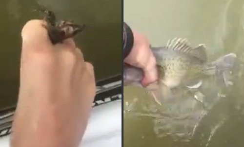 Câu cá bằng... ngón chân ảnh 1