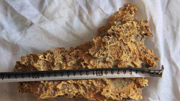 Đi chăn gia súc, vấp chân vào khối vàng gần 8 kg ảnh 1