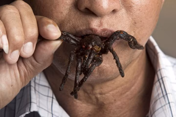 Thợ săn nhện khủng làm đặc sản ở Campuchia