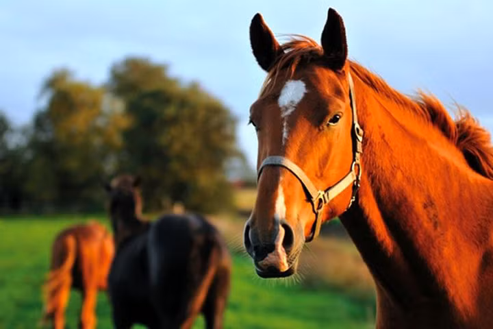 7 bài học kinh doanh từ... loài ngựa