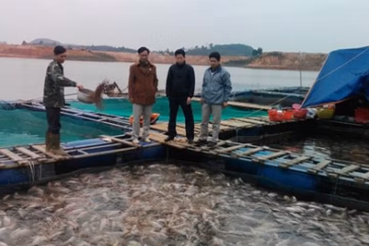 Lồng cá diêu hồng