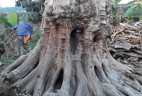 Vì sao cây gỗ quý ở Thanh Hóa đại gia trả chục tỷ đồng không bán? - Ảnh 2 Vi sao cay go quy o Thanh Hoa dai gia tra chuc ty dong khong ban? - Anh 2