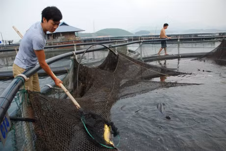 Vua ca khong lo Tay Bac o dau? - Anh 2