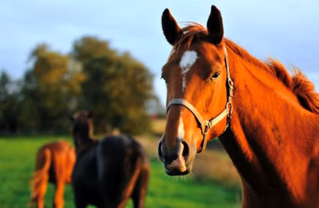7 bai hoc kinh doanh tu... loai ngua - Anh 1