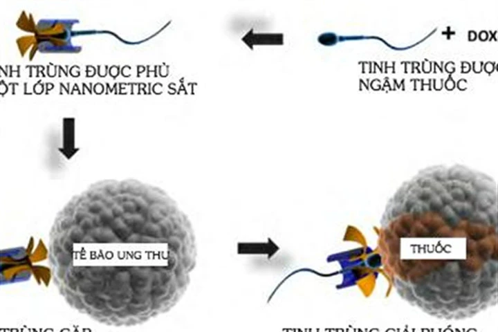 Tinh trùng có thể chữa ung thư