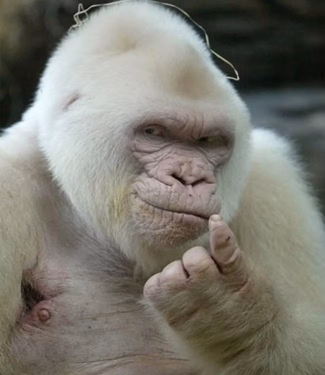 Phải tạo dáng nhìn cho đáng yêu chút chứ.