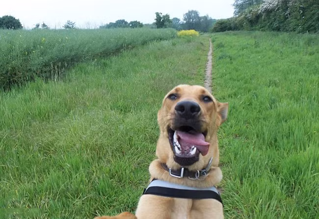 Đường về nhà xa quá nè các bạn ơi.