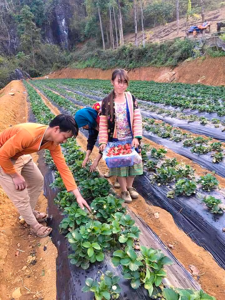 Cuối năm 2020, HTX H’Mông cho trồng thử nghiệm dâu tây, với 2 hộ tham gia.