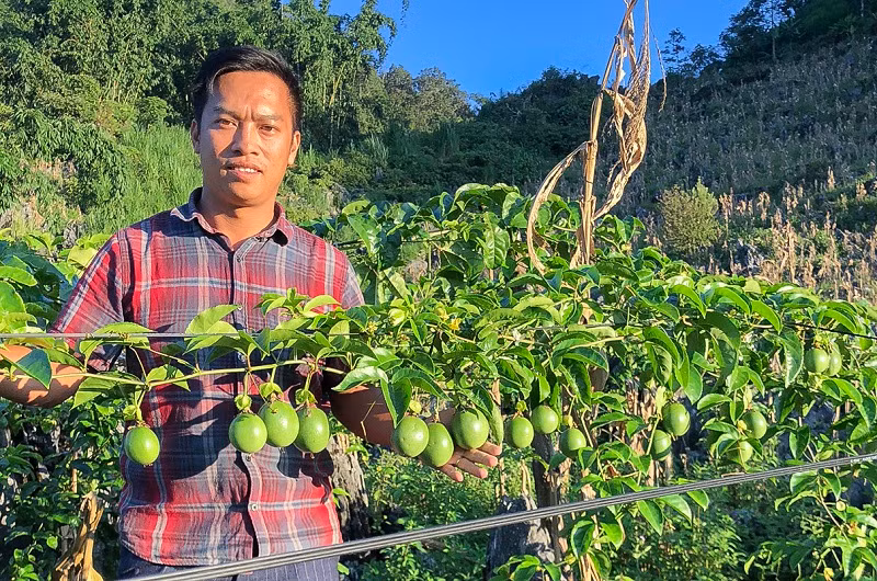 Xen giữa những phiến đá tai mèo xám xịt, giờ đây không phải cây ngô mà là chanh leo được trồng theo quy trình sản xuất sạch.