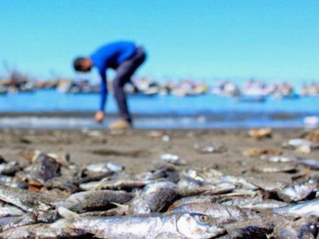 Chile: Cá hồi chết hàng loạt do sự xuất hiện loại vi tảo độc hại - Ảnh 1 Chile: Ca hoi chet hang loat do su xuat hien loai vi tao doc hai - Anh 1