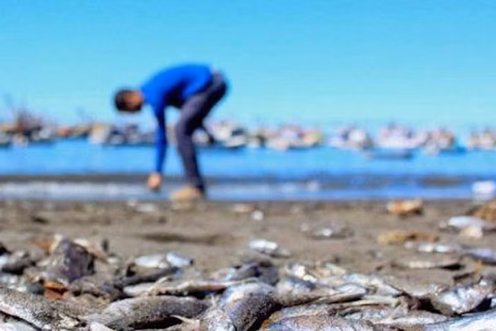 Chile: Cá hồi chết hàng loạt do sự xuất hiện loại vi tảo độc hại