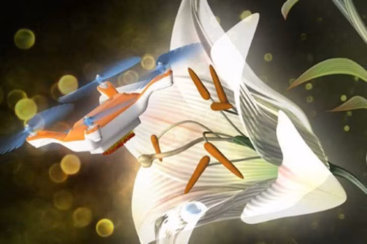 Thiết bị bay điều khiển từ xa có thể thụ phấn hoa thay côn trùng