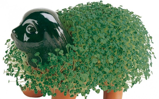 Chia Pets hiện vẫn còn rất phổ biến, mặc dù đã ra đời từ năm 1977. 10 cách làm giàu kỳ quặc nhất thế giới