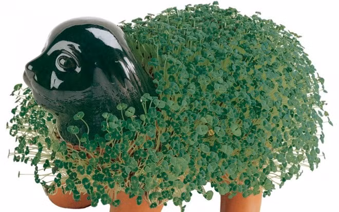 Chia Pets hiện vẫn còn rất phổ biến, mặc dù đã ra đời từ năm 1977. 10 cách làm giàu kỳ quặc nhất thế giới