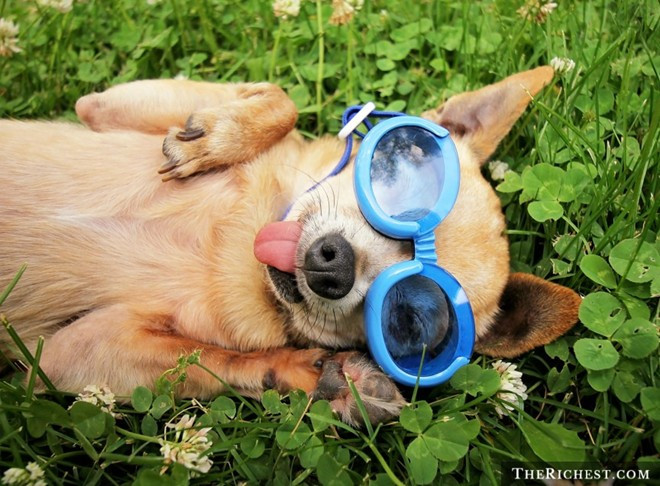 Khi mới ra mắt, Doggles bị coi là một trong những phát minh vô dụng nhất. 10 cách làm giàu kỳ quặc nhất thế giới