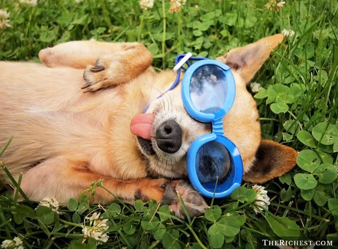 Khi mới ra mắt, Doggles bị coi là một trong những phát minh vô dụng nhất. 10 cách làm giàu kỳ quặc nhất thế giới