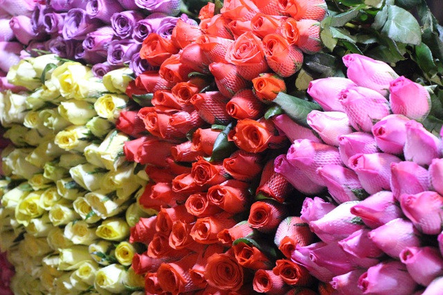 Hoa hồng vẫn là loài hoa đặc trưng được nhiều người lựa chọn. Ảnh: dantri.com.vn.