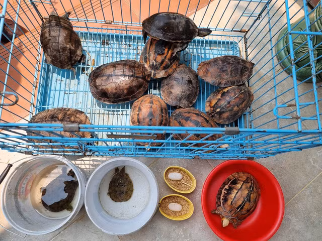 Các cá thể rùa được người dân giao nộp.