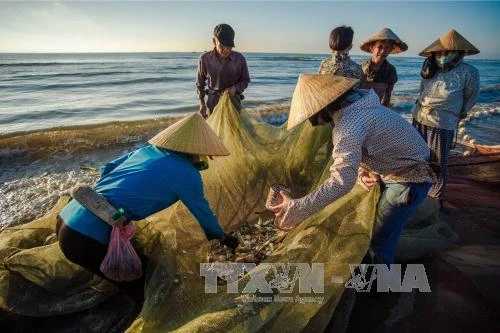 Ảnh minh họa: Trọng Đạt/TTXVN