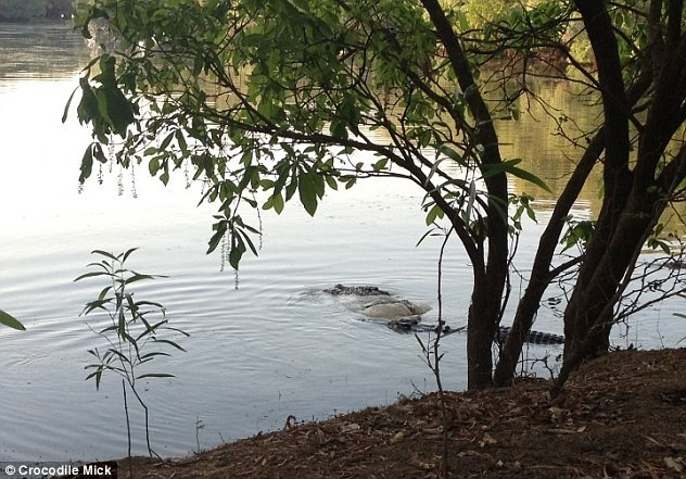 Công việc nguy hiểm của thợ săn sát thủ đầm lầy